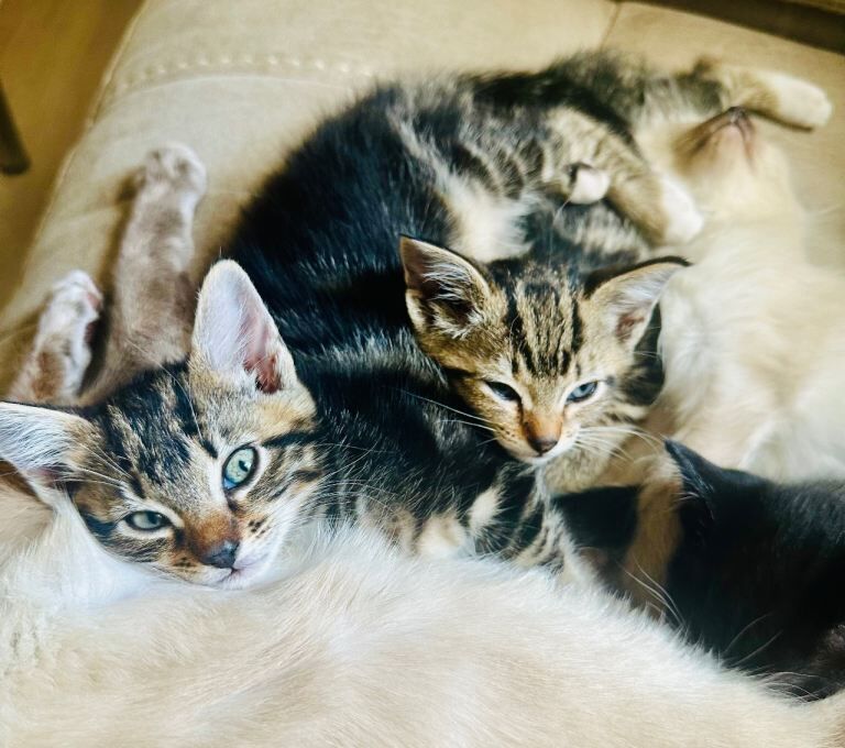 Beautiful Siamese X kittens - Image 4 of 4