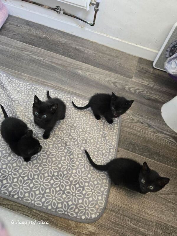 Siamese Kittens For Sale