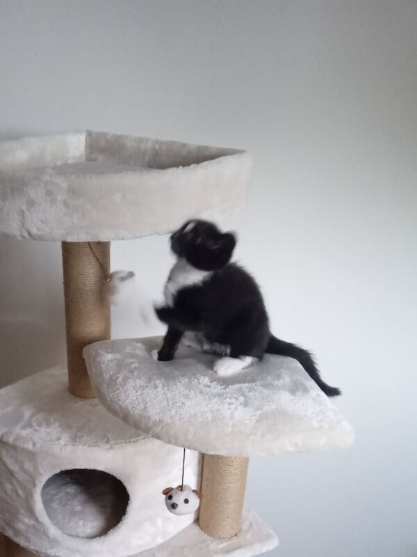 Black white stripe kitten for sale in Brechin, Angus