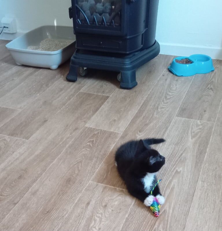 Black white stripe kitten for sale in Brechin, Angus | Image 2
