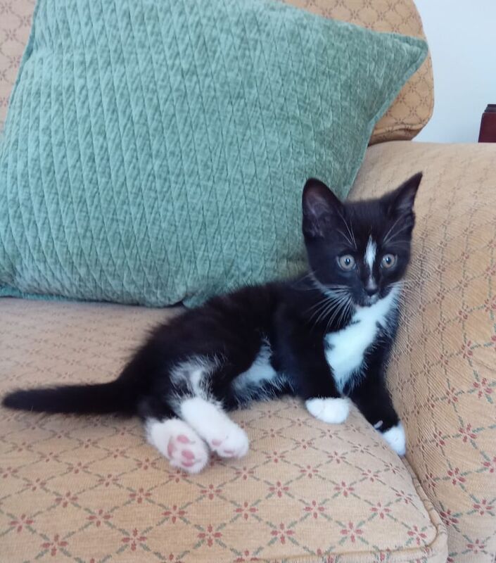 Black white stripe kitten for sale in Brechin, Angus | Image 3