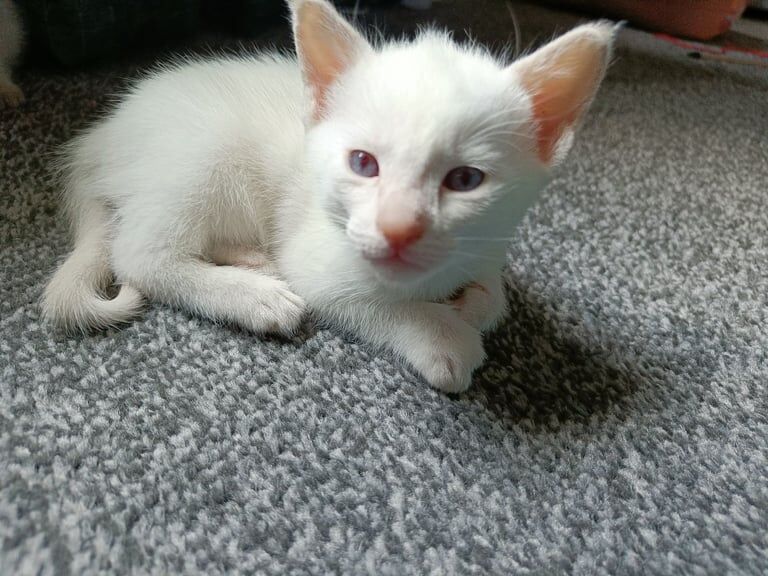 Blue point Siamese kittens for sale in Audenshaw, Greater Manchester