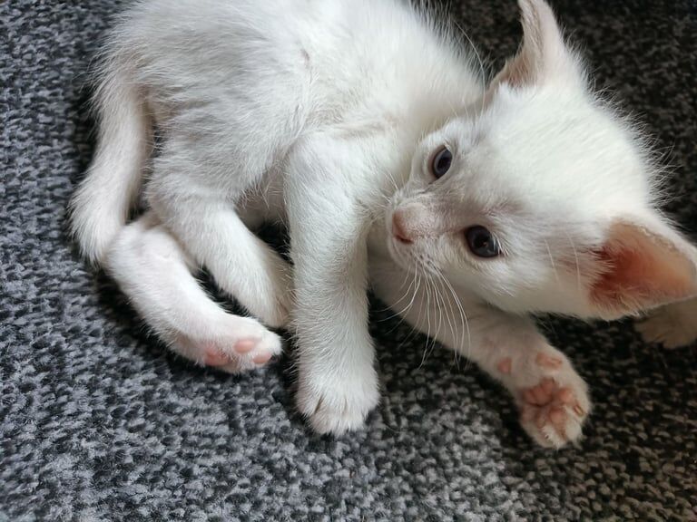 Blue point Siamese kittens for sale in Audenshaw, Greater Manchester | Image 2