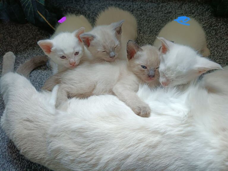 Blue point Siamese kittens for sale in Audenshaw, Greater Manchester | Image 3