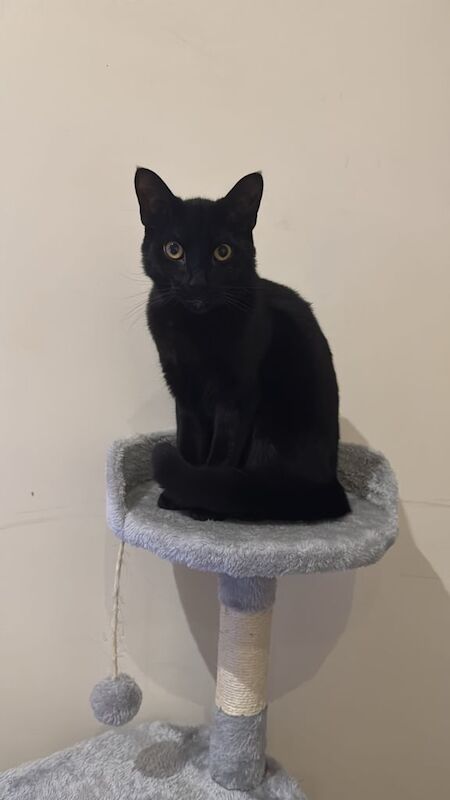 Siamese kittens for sale in Barnet, Greater London – 5 months old