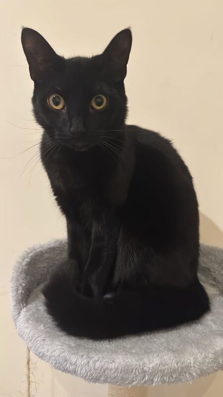 Siamese kittens for sale in Barnet, Greater London – 5 months old - Image 2 of 3