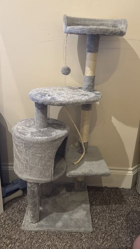 Siamese kittens for sale in Barnet, Greater London – 5 months old - Image 3 of 3