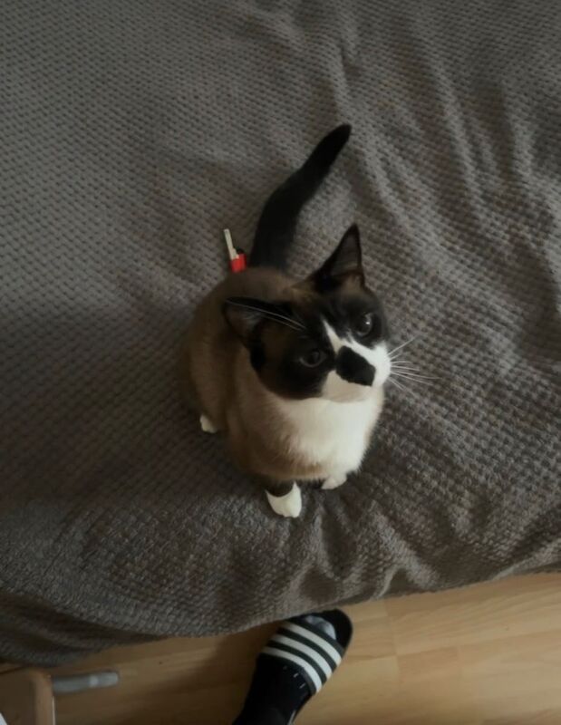 Siamese Kittens For Sale