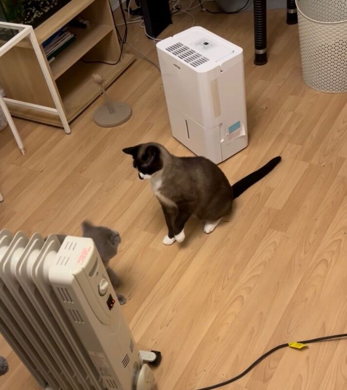 Siamese kittens for sale in Forest Gate, London – 2 years old - Image 2 of 2