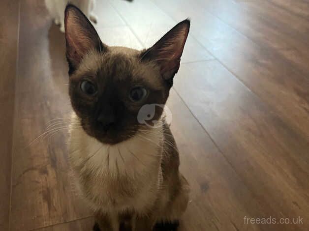 buy-and-sell-siamese-kittens-and-cats-online-siamese-owners