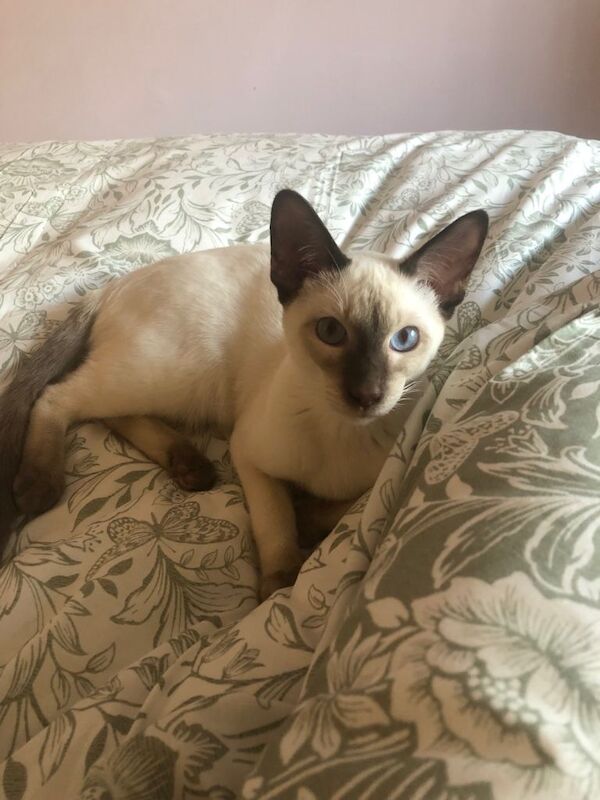 Chocolate point Siamese male