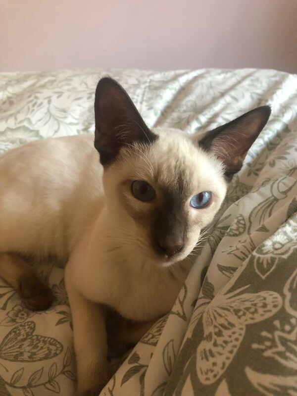 Chocolate point Siamese male - Image 2 of 4