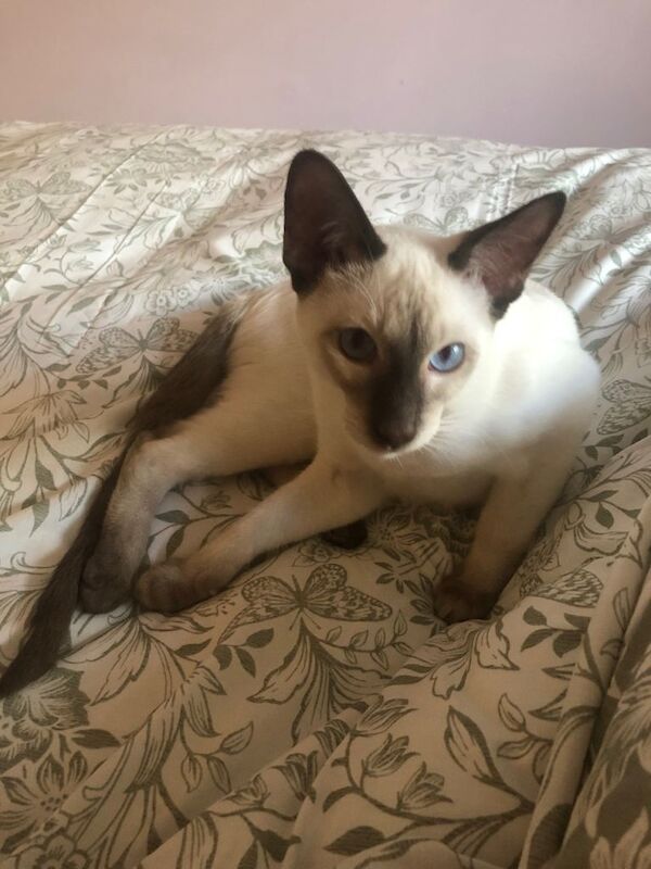 Chocolate point Siamese male - Image 3 of 4