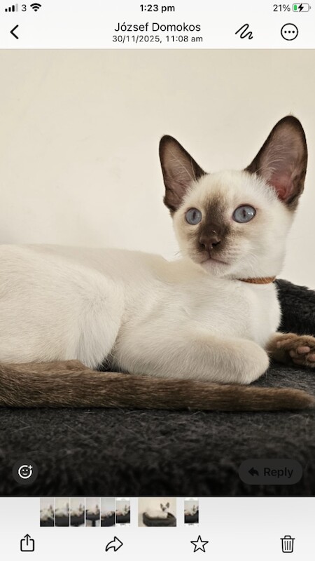 Chocolate point Siamese male - Image 4 of 4
