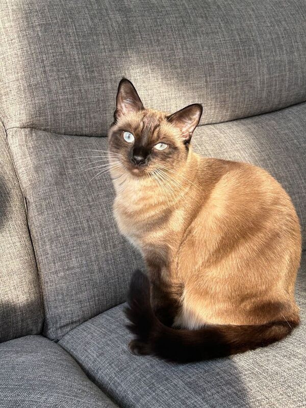 Siamese kittens for sale in London – 1 year old