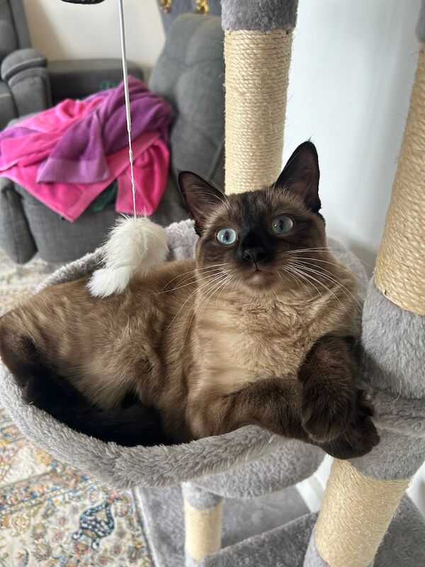 Siamese kittens for sale in London – 1 year old - Image 2 of 3