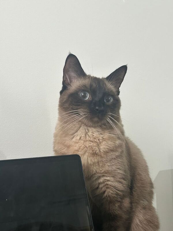 Siamese kittens for sale in London – 1 year old - Image 3 of 3