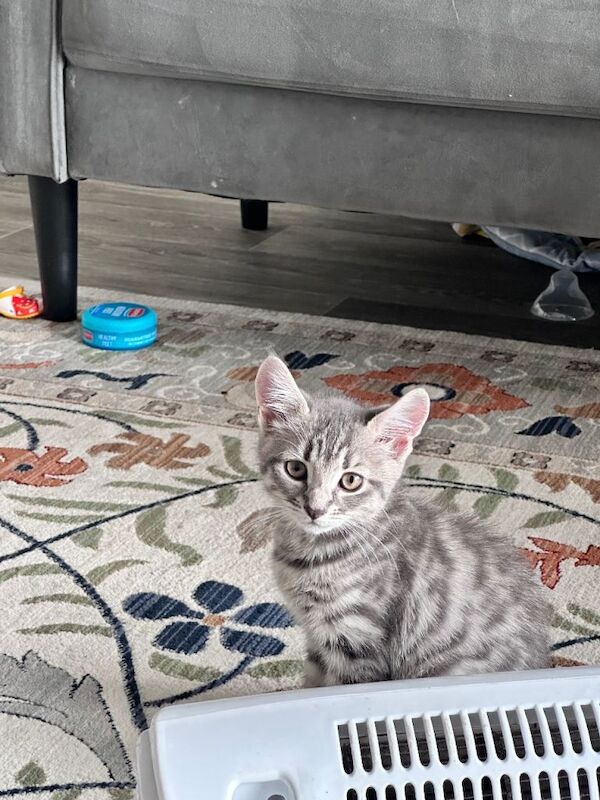 Cute Female Tabby Kitten, Born July 2026 – Ready for New Home - Image 2 of 4