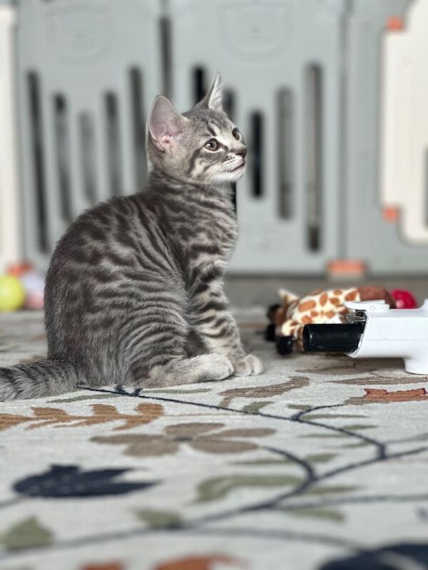 Cute Female Tabby Kitten, Born July 2026 – Ready for New Home - Image 3 of 4