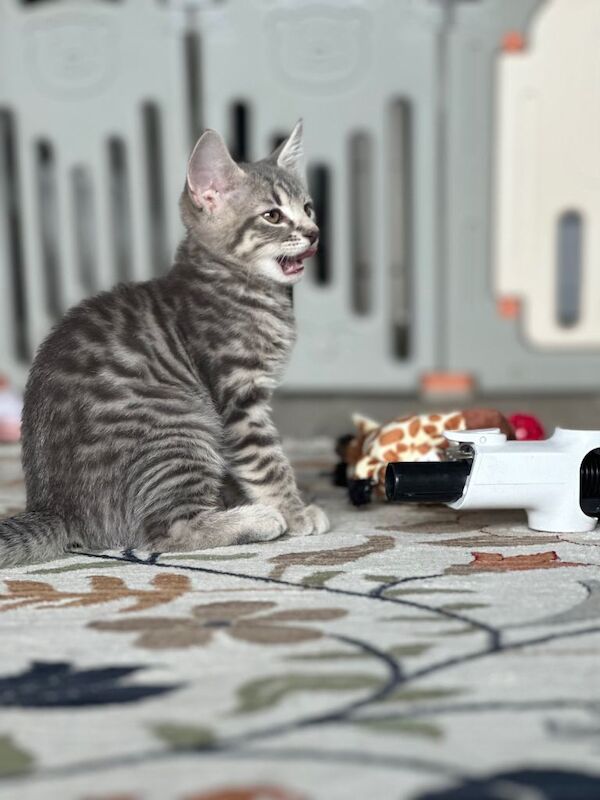 Cute Female Tabby Kitten, Born July 2026 – Ready for New Home - Image 4 of 4