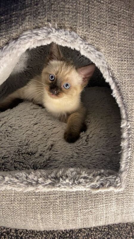 Siamese kittens for sale in Dagenham, Greater London – 3 months old