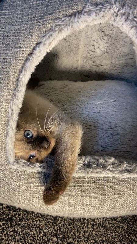 Siamese kittens for sale in Dagenham, Greater London – 3 months old - Image 2 of 3