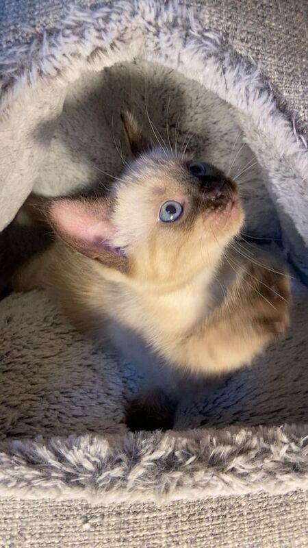 Siamese kittens for sale in Dagenham, Greater London – 3 months old - Image 3 of 3