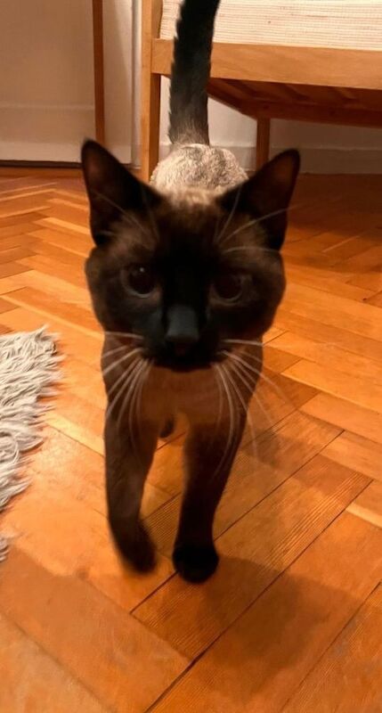 Female cat - Image 2 of 3