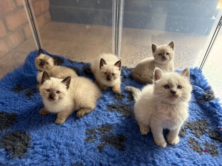 Siamese Kittens For Sale