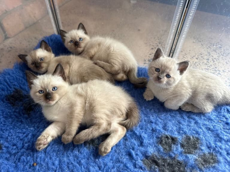 Full bred traditional Siamese kittens - Image 2 of 4