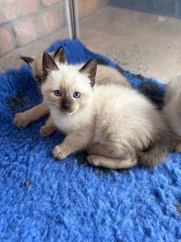 Full bred traditional Siamese kittens - Image 3 of 4
