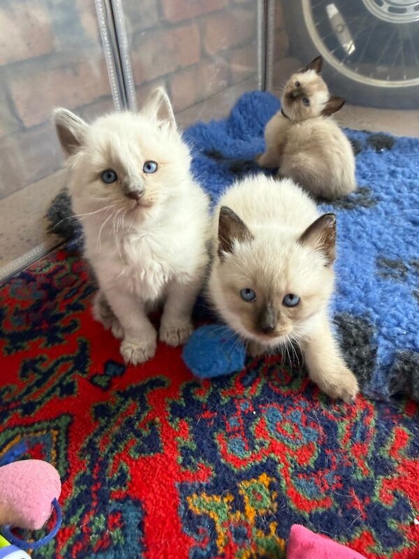 Full bred traditional Siamese kittens - Image 4 of 4