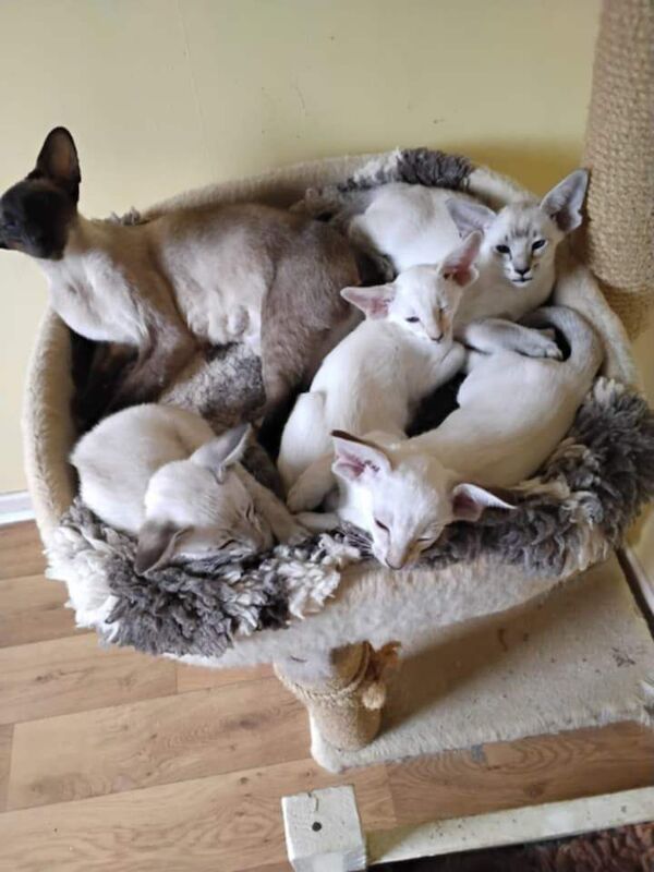 Siamese Kittens For Sale