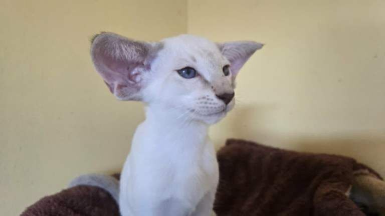 Gccf reg Siamese boys - Image 2 of 3