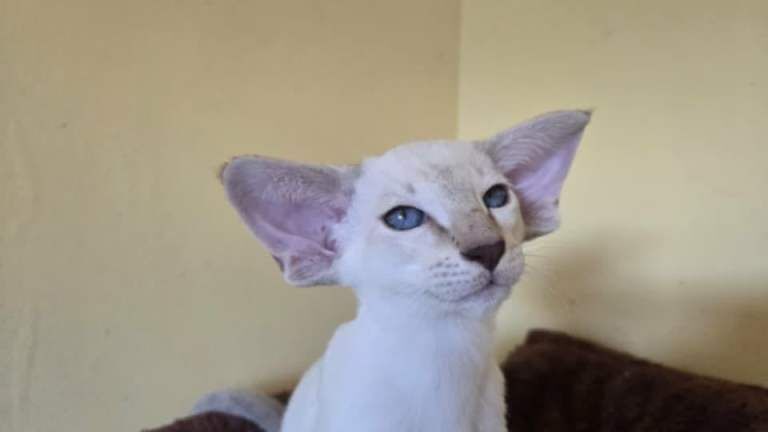 Gccf reg Siamese boys - Image 3 of 3