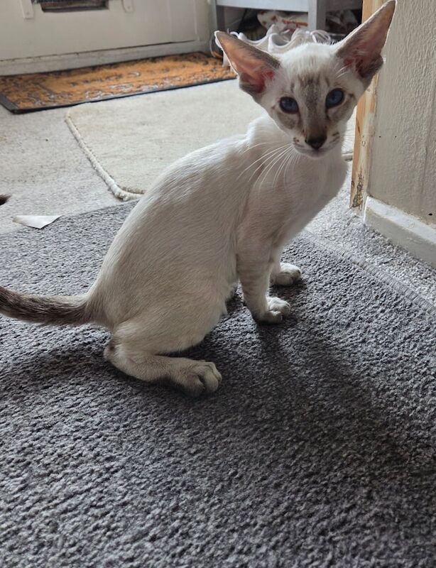 Siamese kittens for sale in Barton-upon-Humber, Lincolnshire – 3 months old