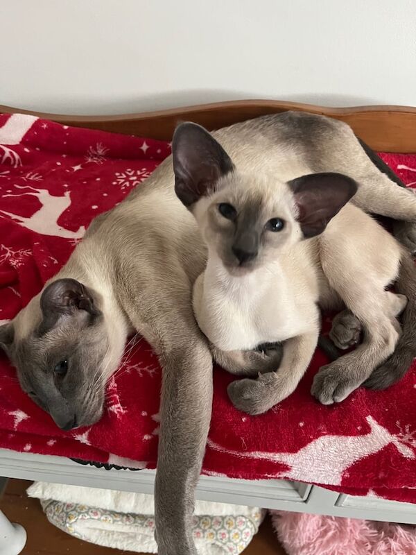 Siamese kittens for sale in Broadheath, Greater Manchester – 11 weeks old