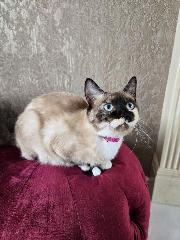 Siamese kittens for sale in Dewsbury, West Yorkshire – 1 year old