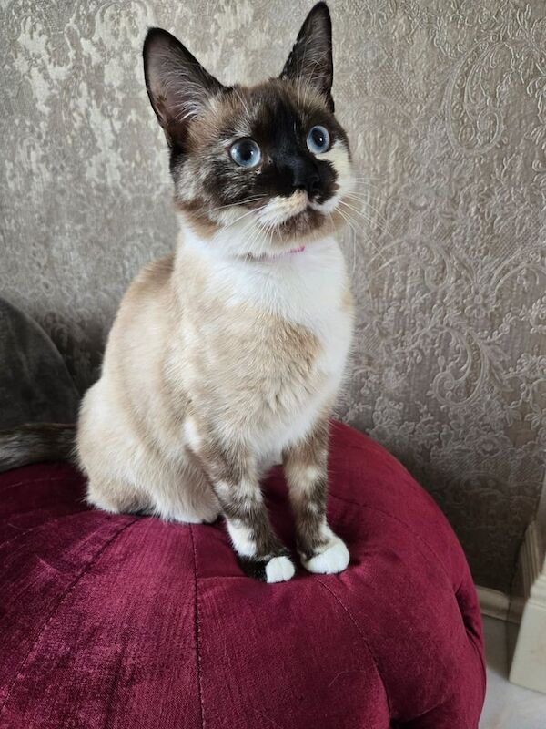 Siamese kittens for sale in Dewsbury, West Yorkshire – 1 year old - Image 2 of 3