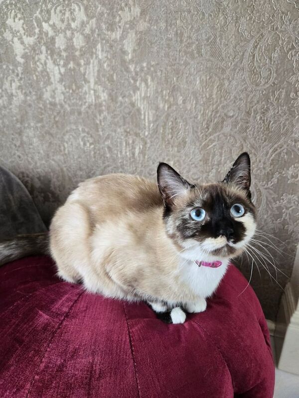Siamese kittens for sale in Dewsbury, West Yorkshire – 1 year old - Image 3 of 3