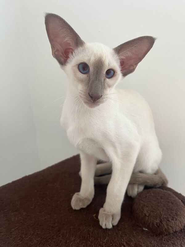 Siamese kittens for sale in Broadheath, Greater Manchester – 4 months old