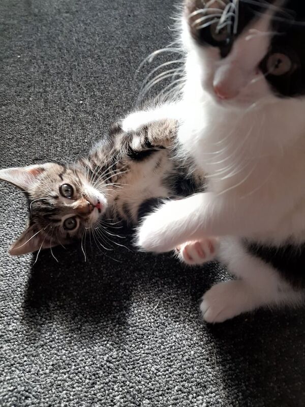 Siamese kittens for sale in Westcliff-on-Sea, Essex – 8 weeks old
