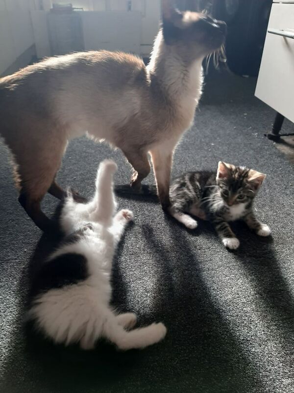 Siamese kittens for sale in Westcliff-on-Sea, Essex – 8 weeks old - Image 2 of 3