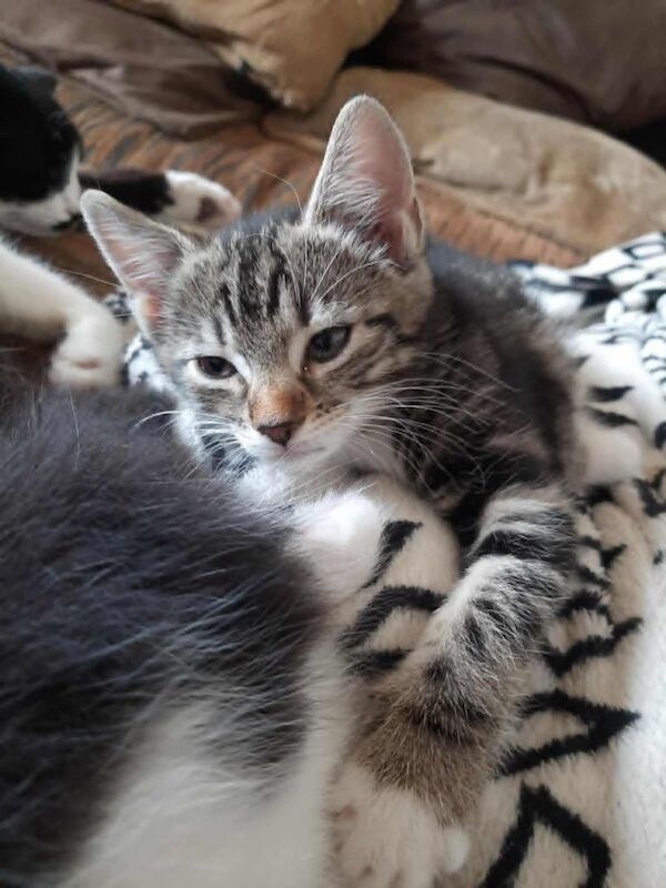 Siamese kittens for sale in Westcliff-on-Sea, Essex – 8 weeks old - Image 3 of 3