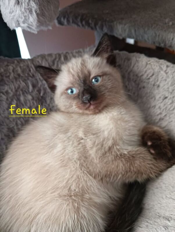 Siamese kittens for sale in Dover, Kent – 9 weeks old