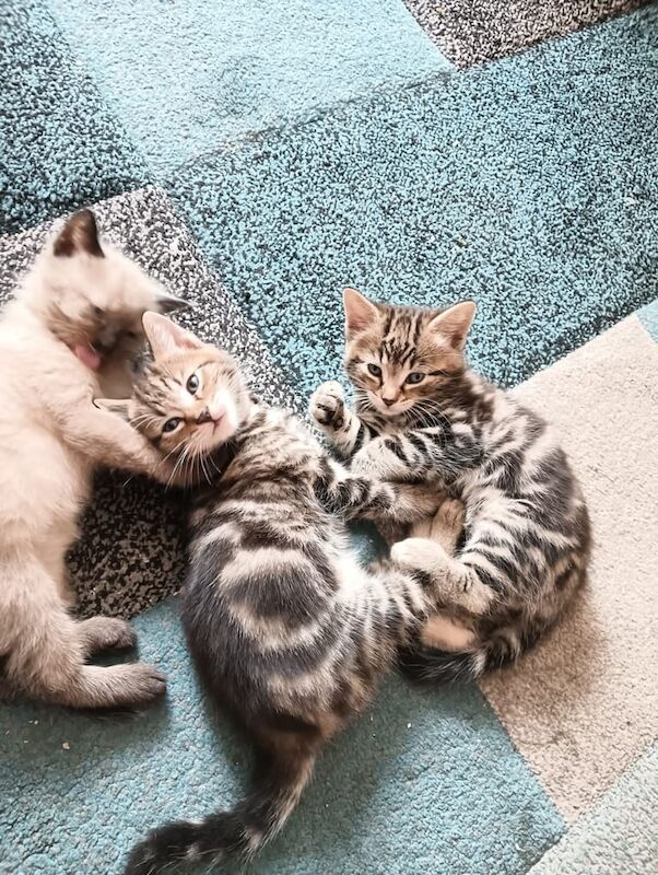 Siamese kittens for sale in Dover, Kent – 9 weeks old - Image 2 of 3