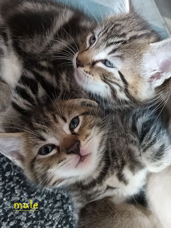 Siamese kittens for sale in Dover, Kent – 9 weeks old - Image 3 of 3