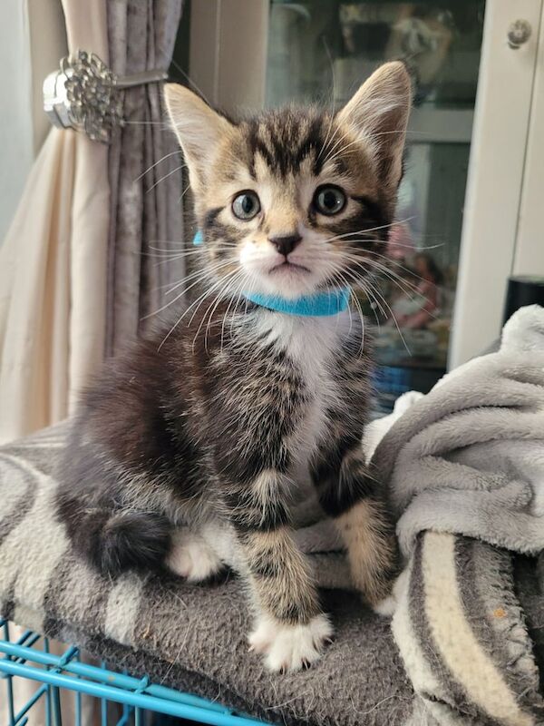 Siamese kittens for sale in Barking, Greater London – 8 weeks old
