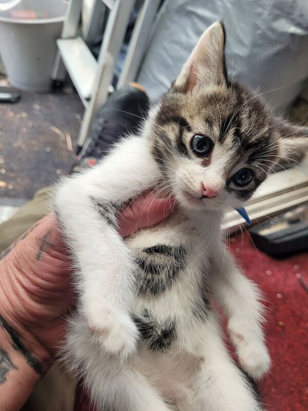 Siamese kittens for sale in Barking, Greater London – 8 weeks old - Image 2 of 3