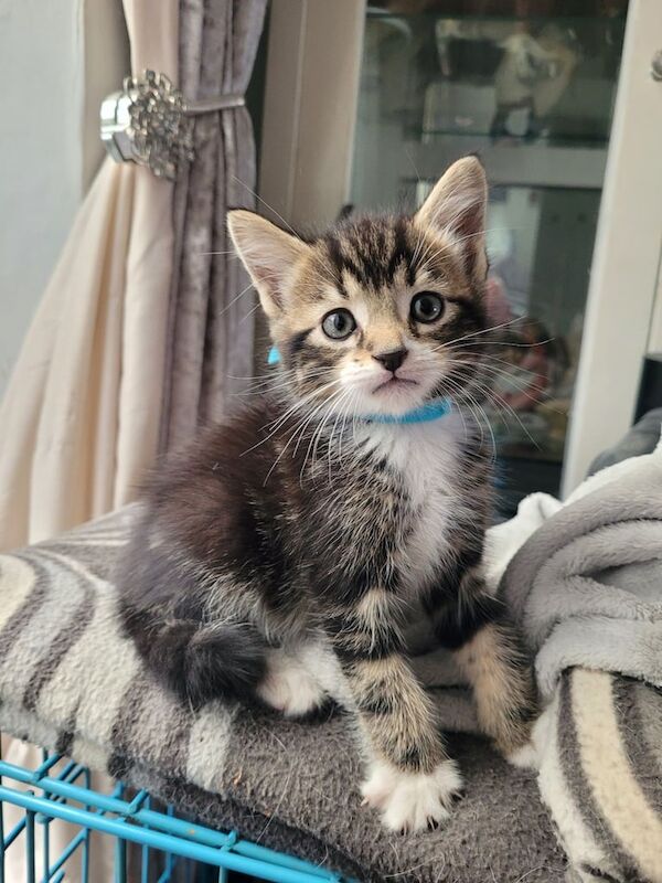 Siamese kittens for sale in Barking, Greater London – 8 weeks old - Image 3 of 3